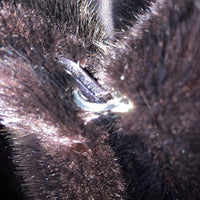 LANVIN ランバン SAGA MINK サガミンク ファーコート ブラック size不明 瑞穂店